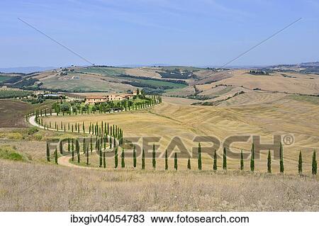 "Road lined with cypress trees leading to a farm in the Crese Senesi, Province of Siena, Tuscany, Italy, Europe" View Large Photo Image Stock Image - "Road lined with cypress trees leading to a farm in the Crese Senesi, Province of Siena, Tuscany, Italy, Europe". Fotosearch