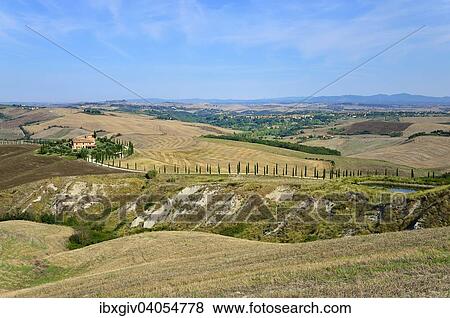 "Road lined with cypress trees leading to a farm in the Crese Senesi, Province of Siena, Tuscany, Italy, Europe" View Large Photo Image Stock Photo - "Road lined with cypress trees leading to a farm in the Crese Senesi, Province of Siena, Tuscany, Italy, Europe". Fotosearch