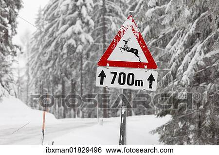 "Road sign, Caution deer crossing, Oetscher-Tormaeuer Nature Park, Mostviertel, Must Quarter, Lower Austria, Austria, Europe" View Large Photo Image Stock Photograph - "Road sign, Caution deer crossing, Oetscher-Tormaeuer Nature Park, Mostviertel, Must Quarter, Lower Austria, Austria, Europe". Fotosearch