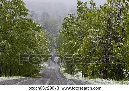 Stock Image - "Road through forest with snow, Fulford, Eastern Townships, Quebec Province, Canada, North America". Fotosearch