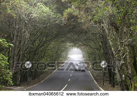 "Road through the cloud forest, Garajonay National Park, La Gomera, Canary Islands, Spain, Europe" View Large Photo Image Stock Image - "Road through the cloud forest, Garajonay National Park, La Gomera, Canary Islands, Spain, Europe". Fotosearch