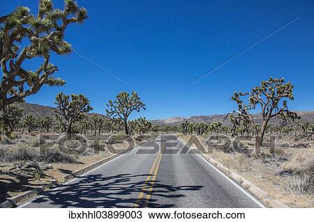"Road through the countryside in the Joshua Tree National Park, California, United States, North America" View Large Photo Image Stock Image - "Road through the countryside in the Joshua Tree National Park, California, United States, North America". Fotosearch