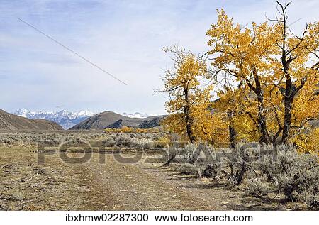 "Roadway with autumnal coloured trees in the Big Lost River Valley, Lost River Range at back, Mackay, Idaho, USA" View Large Photo Image Stock Image - "Roadway with autumnal coloured trees in the Big Lost River Valley, Lost River Range at back, Mackay, Idaho, USA". Fotosearch