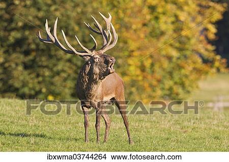 "Roaring Red Deer (Cervus elaphus), captive, Lower Saxony, Germany, Europe" View Large Photo Image Picture - "Roaring Red Deer (Cervus elaphus), captive, Lower Saxony, Germany, Europe". Fotosearch