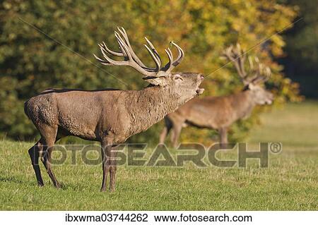"Roaring Red Deer (Cervus elaphus), captive, Lower Saxony, Germany, Europe" View Large Photo Image Stock Image - "Roaring Red Deer (Cervus elaphus), captive, Lower Saxony, Germany, Europe". Fotosearch