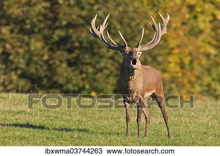 "Roaring Red Deer (Cervus elaphus), captive, Lower Saxony, Germany, Europe" View Large Photo Image Stock Image - "Roaring Red Deer (Cervus elaphus), captive, Lower Saxony, Germany, Europe". Fotosearch