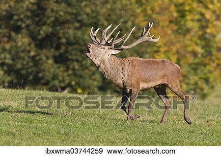 Stock Photo - "Roaring Red Deer (Cervus elaphus), walking, captive, Lower Saxony, Germany, Europe". Fotosearch