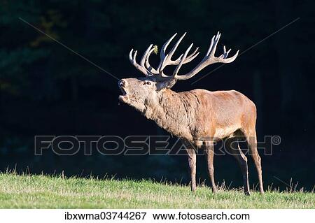 Stock Photo - "Roaring Red Deer (Cervus elaphus), captive, Lower Saxony, Germany, Europe". Fotosearch