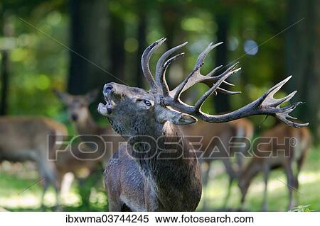 "Roaring Red Deer (Cervus elaphus), captive, Lower Saxony, Germany, Europe" View Large Photo Image Stock Photography - "Roaring Red Deer (Cervus elaphus), captive, Lower Saxony, Germany, Europe". Fotosearch