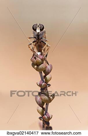 "Robber Fly (Asilidae), Goegap Nature Reserve, Namaqualand, South Africa, Africa" View Large Photo Image Stock Photo - "Robber Fly (Asilidae), Goegap Nature Reserve, Namaqualand, South Africa, Africa". Fotosearch