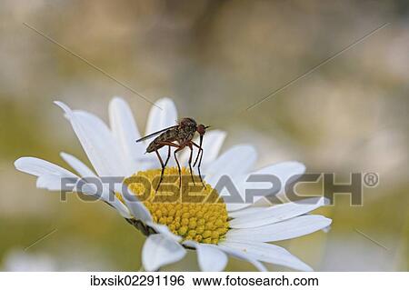 "Robber fly (Asilidae) on a chamomile or camomile flower (Matricaria chamomilla), Baden-Wuerttemberg, Germany, Europe" View Large Photo Image Stock Photograph - "Robber fly (Asilidae) on a chamomile or camomile flower (Matricaria chamomilla), Baden-Wuerttemberg, Germany, Europe". Fotosearch