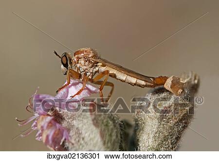 "Robber Fly (Asilidae sp. ), Goegap Nature Reserve, Namaqualand, South Africa, Africa" View Large Photo Image Stock Image - "Robber Fly (Asilidae sp. ), Goegap Nature Reserve, Namaqualand, South Africa, Africa". Fotosearch