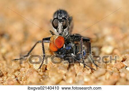 "Robber Fly (Asilidae) with prey, Goegap Nature Reserve, Namaqualand, South Africa, Africa" View Large Photo Image Stock Image - "Robber Fly (Asilidae) with prey, Goegap Nature Reserve, Namaqualand, South Africa, Africa". Fotosearch