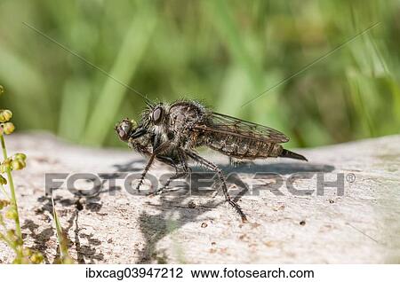 "Robber fly (Erax barbatus), female with prey, Hesse, Germany, Europe" View Large Photo Image Stock Image - "Robber fly (Erax barbatus), female with prey, Hesse, Germany, Europe". Fotosearch