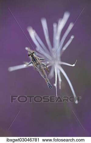 "Robberfly (Machimus rusticus), sitting on a flower, Germany, Europe" View Large Photo Image Stock Image - "Robberfly (Machimus rusticus), sitting on a flower, Germany, Europe". Fotosearch