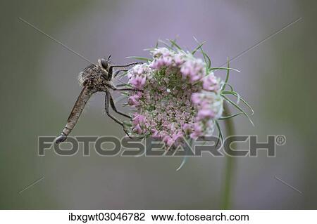 Stock Image - "Robberfly (Machimus rusticus), sitting on a flower of a wild carrot, Germany, Europe". Fotosearch
