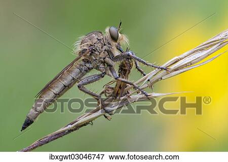 "Robberfly (Machimus rusticus) with a captured hoverfly, Germany, Europe" View Large Photo Image Stock Photo - "Robberfly (Machimus rusticus) with a captured hoverfly, Germany, Europe". Fotosearch