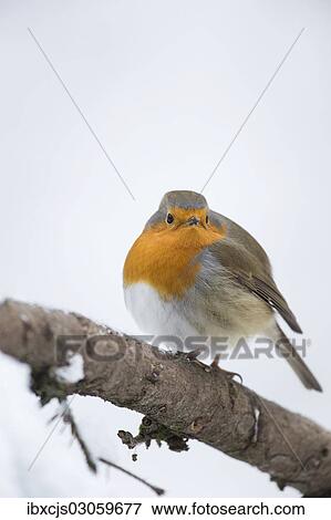 "Robin (Erithacus rubecula), Bensberg, Bergisches Land, North Rhine-Westphalia, Germany, Europe" View Large Photo Image Stock Photo - "Robin (Erithacus rubecula), Bensberg, Bergisches Land, North Rhine-Westphalia, Germany, Europe". Fotosearch