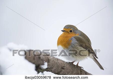 "Robin (Erithacus rubecula), Bensberg, Bergisches Land, North Rhine-Westphalia, Germany, Europe" View Large Photo Image Stock Photo - "Robin (Erithacus rubecula), Bensberg, Bergisches Land, North Rhine-Westphalia, Germany, Europe". Fotosearch