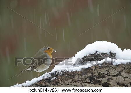 Robin (Erithacus rubecula) in snow View Large Photo Image Stock Photo - Robin (Erithacus rubecula) in snow. Fotosearch