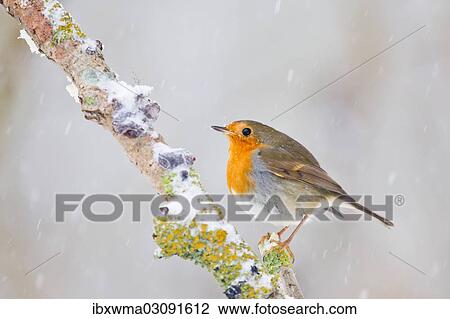 "Robin (Erithacus rubecula), North Hesse, Hesse, Germany, Europe" View Large Photo Image Stock Image - "Robin (Erithacus rubecula), North Hesse, Hesse, Germany, Europe". Fotosearch