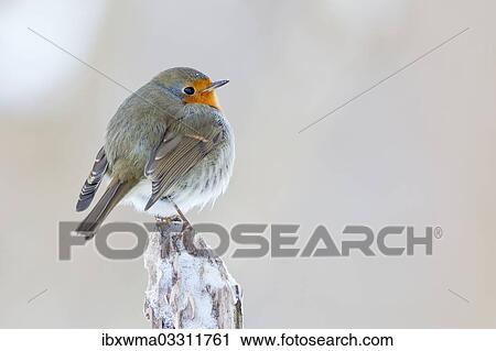 "Robin (Erithacus rubecula), North Hesse, Hesse, Germany, Europe" View Large Photo Image Stock Image - "Robin (Erithacus rubecula), North Hesse, Hesse, Germany, Europe". Fotosearch