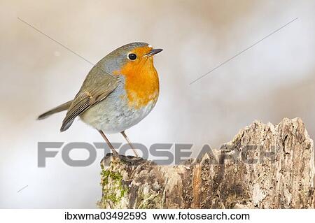 "Robin (Erithacus rubecula), North Hesse, Hesse, Germany, Europe" View Large Photo Image Stock Image - "Robin (Erithacus rubecula), North Hesse, Hesse, Germany, Europe". Fotosearch