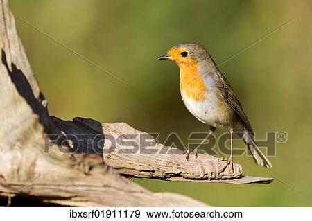 "Robin (Erithacus rubecula) on a root, Gifhorn, Lower Saxony, Germany, Europe" View Large Photo Image Stock Photo - "Robin (Erithacus rubecula) on a root, Gifhorn, Lower Saxony, Germany, Europe". Fotosearch