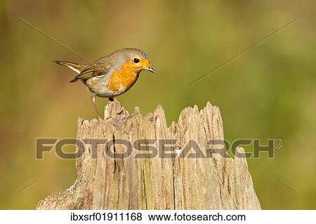 "Robin (Erithacus rubecula) on a stump used as a food stand, Gifhorn, Lower Saxony, Germany, Europe" View Large Photo Image Stock Photo - "Robin (Erithacus rubecula) on a stump used as a food stand, Gifhorn, Lower Saxony, Germany, Europe". Fotosearch
