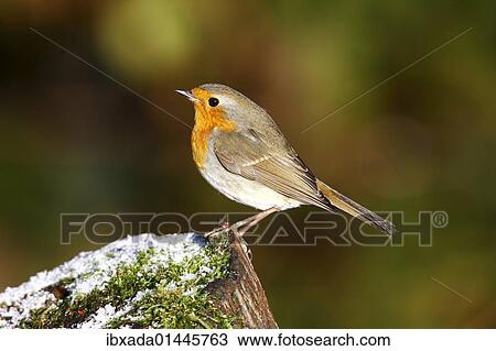 Robin (Erithacus rubecula) on a tree trunk in winter View Large Photo Image Stock Image - Robin (Erithacus rubecula) on a tree trunk in winter. Fotosearch