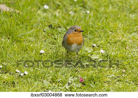 "Robin (Erithacus rubecula), on grass, Fuldabruck, Fuldabruck, Hesse, Germany, Europe" View Large Photo Image Stock Photo - "Robin (Erithacus rubecula), on grass, Fuldabruck, Fuldabruck, Hesse, Germany, Europe". Fotosearch