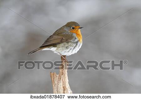 Robin (Erithacus rubecula) on tree stump in winter View Large Photo Image Stock Photo - Robin (Erithacus rubecula) on tree stump in winter. Fotosearch