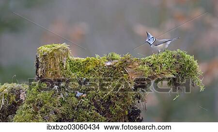 "Robin (Erithacus rubecula) perched on a spruce branch covered in beard lichen, Swabian Alb biosphere reserve, Baden-Wurttemberg, Germany, Europe" View Large Photo Image Picture - "Robin (Erithacus rubecula) perched on a spruce branch covered in beard lichen, Swabian Alb biosphere reserve, Baden-Wurttemberg, Germany, Europe". Fotosearch