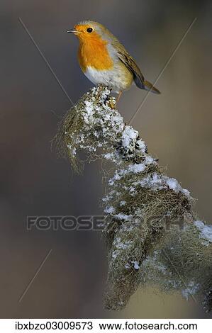"Robin (Erithacus rubecula) perched on its song post, a spruce twig with lichens in winter, Swabian Alb biosphere reserve, Baden-Wurttemberg, Germany, Europe" View Large Photo Image Stock Image - "Robin (Erithacus rubecula) perched on its song post, a spruce twig with lichens in winter, Swabian Alb biosphere reserve, Baden-Wurttemberg, Germany, Europe". Fotosearch