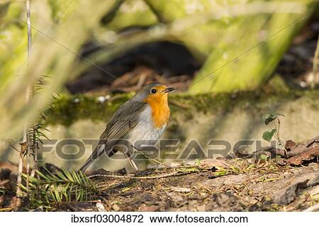 "Robin (Erithacus rubecula) perched on a log, Fuldabruck, Fuldabruck, Hesse, Germany, Europe" View Large Photo Image Stock Image - "Robin (Erithacus rubecula) perched on a log, Fuldabruck, Fuldabruck, Hesse, Germany, Europe". Fotosearch