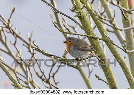 "Robin (Erithacus rubecula), perched on a twig, Fuldabruck, Fuldabruck, Hesse, Germany, Europe" View Large Photo Image Stock Image - "Robin (Erithacus rubecula), perched on a twig, Fuldabruck, Fuldabruck, Hesse, Germany, Europe". Fotosearch