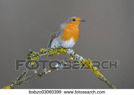 Stock Photo - "Robin (Erithacus rubecula) perched on a twig, Swabian Alb biosphere reserve, Schwabische Alb, Baden-Wurttemberg, Germany, Europe". Fotosearch