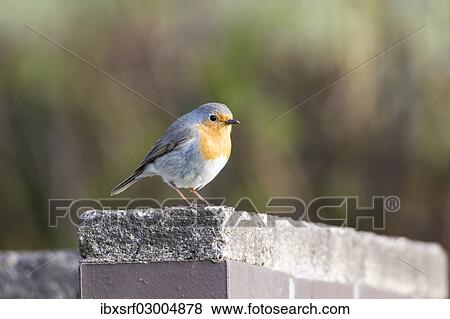 "Robin (Erithacus rubecula), perched on a stone wall, Fuldabruck, Fuldabruck, Hesse, Germany, Europe" View Large Photo Image Stock Photo - "Robin (Erithacus rubecula), perched on a stone wall, Fuldabruck, Fuldabruck, Hesse, Germany, Europe". Fotosearch