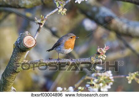 Stock Photograph - "Robin (Erithacus rubecula), perched on a twig, Fuldabruck, Fuldabruck, Hesse, Germany, Europe". Fotosearch