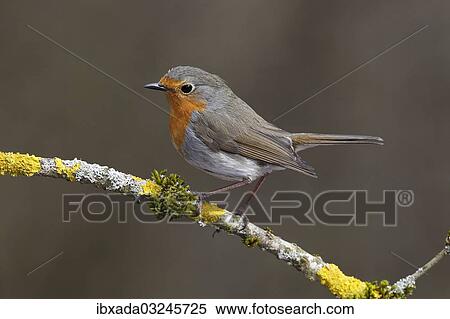 "Robin (Erithacus rubecula) perched on a branch covered in lichen, Neunkirchen, Siegerland, North Rhine-Westphalia, Germany, Europe" View Large Photo Image Stock Photography - "Robin (Erithacus rubecula) perched on a branch covered in lichen, Neunkirchen, Siegerland, North Rhine-Westphalia, Germany, Europe". Fotosearch