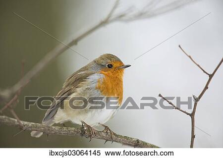"Robin (Erithacus rubecula) perched on twig, Bensberg, Bergisches Land, North Rhine-Westphalia, Germany, Europe" View Large Photo Image Stock Photography - "Robin (Erithacus rubecula) perched on twig, Bensberg, Bergisches Land, North Rhine-Westphalia, Germany, Europe". Fotosearch