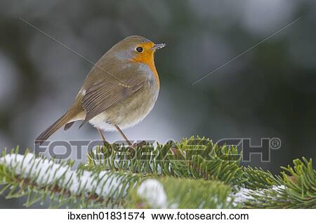 Robin (Erithacus rubecula) View Large Photo Image Picture - Robin (Erithacus rubecula). Fotosearch