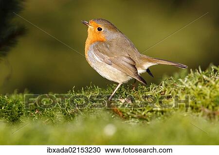 Stock Image - "Robin (Erithacus rubecula) standing on moss, Neunkirchen, Siegerland district, North Rhine-Westphalia, Germany, Europe". Fotosearch