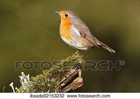 "Robin (Erithacus rubecula) standing on moss, Neunkirchen, Siegerland district, North Rhine-Westphalia, Germany, Europe" View Large Photo Image Stock Image - "Robin (Erithacus rubecula) standing on moss, Neunkirchen, Siegerland district, North Rhine-Westphalia, Germany, Europe". Fotosearch