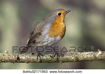 "Robin (Erithacus rubecula), Untergroeningen, Baden-Wuerttemberg, Germany, Europe" View Large Photo Image Stock Image - "Robin (Erithacus rubecula), Untergroeningen, Baden-Wuerttemberg, Germany, Europe". Fotosearch