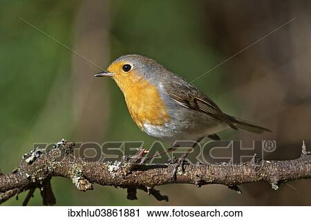 Stock Image - "Robin (Erithacus rubecula), Baden-Wurttemberg, Germany, Europe". Fotosearch