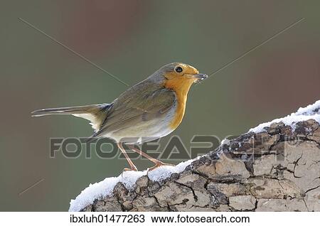 Robin (Erithacus rubecula) View Large Photo Image Stock Image - Robin (Erithacus rubecula). Fotosearch