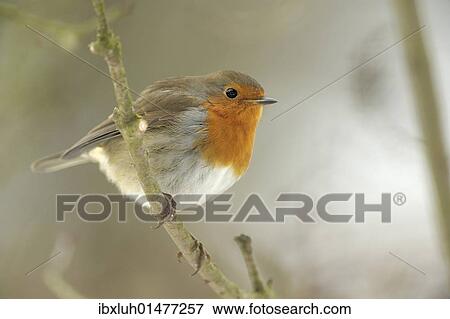 Robin (Erithacus rubecula) View Large Photo Image Stock Photo - Robin (Erithacus rubecula). Fotosearch