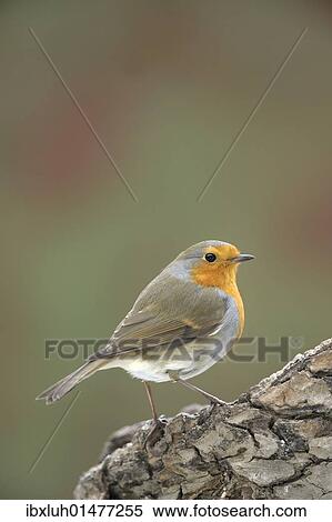 Robin (Erithacus rubecula) View Large Photo Image Stock Photography - Robin (Erithacus rubecula). Fotosearch