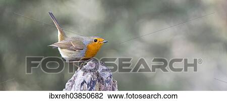 Stock Image - "Robin (Erithacus rubecula), Tyrol, Austria, Europe". Fotosearch